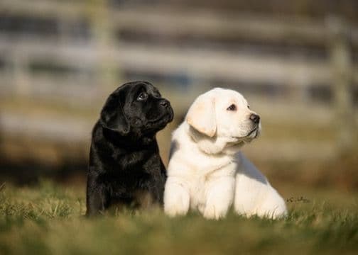 Labrador Retriever Puppies! media 5