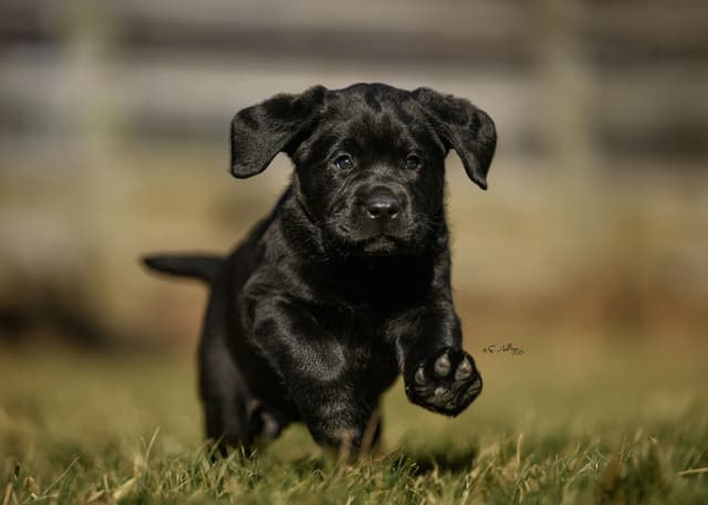 Labrador Retriever Puppies! media 7