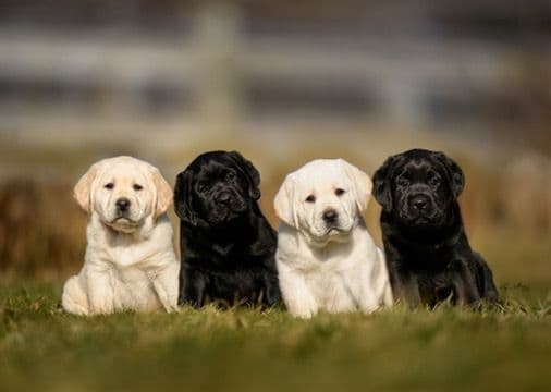 Labrador Retriever Puppies! media 8