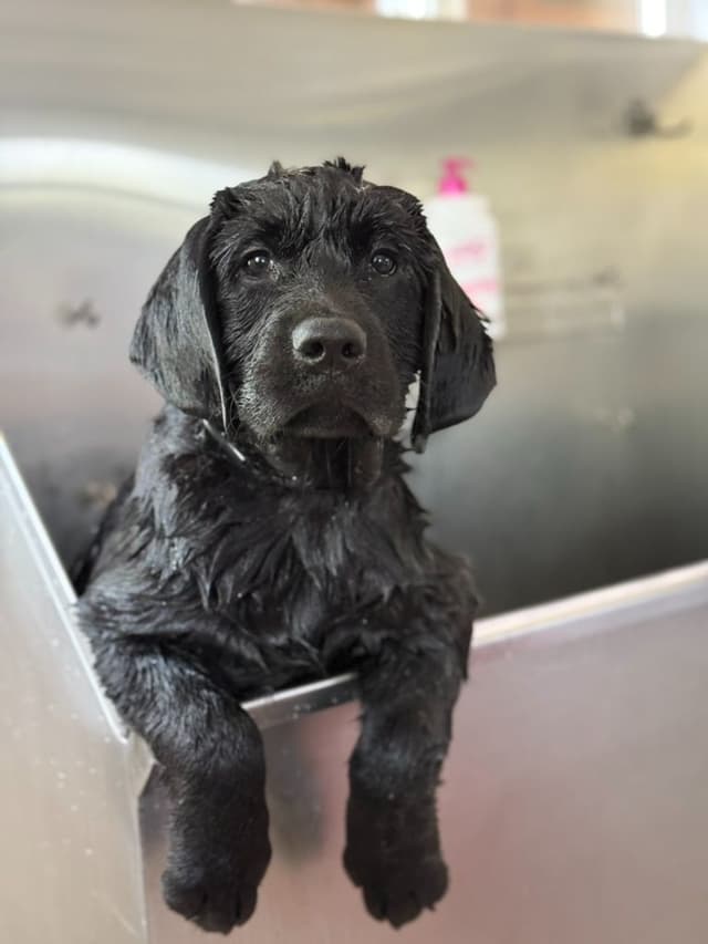 Labrador Retriever Puppies! media 6