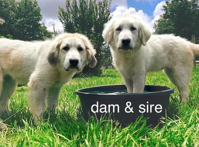 Great Pyrenees Puppies media 4