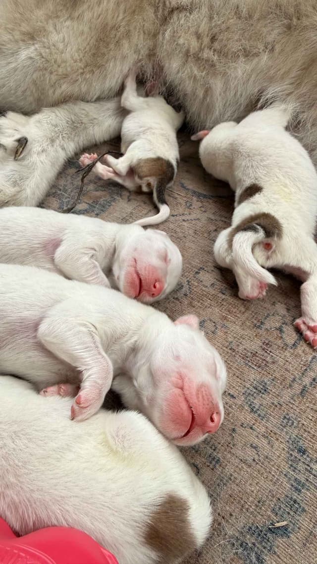 Great Pyrenees Puppies media 7