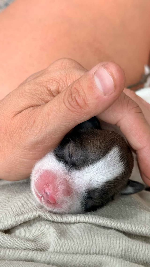 Great Pyrenees Puppies media 8