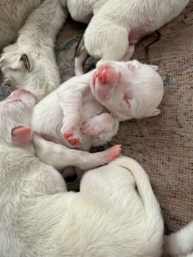 Great Pyrenees Puppies media 9