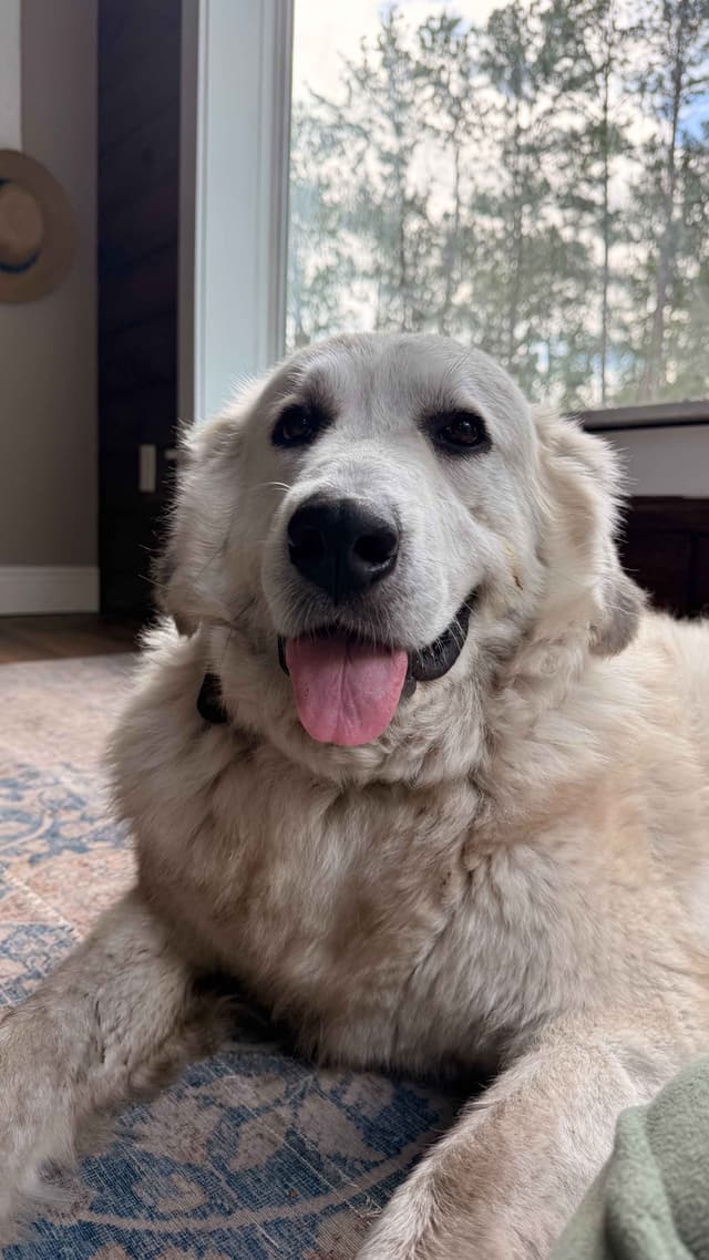 Great Pyrenees Puppies media 11