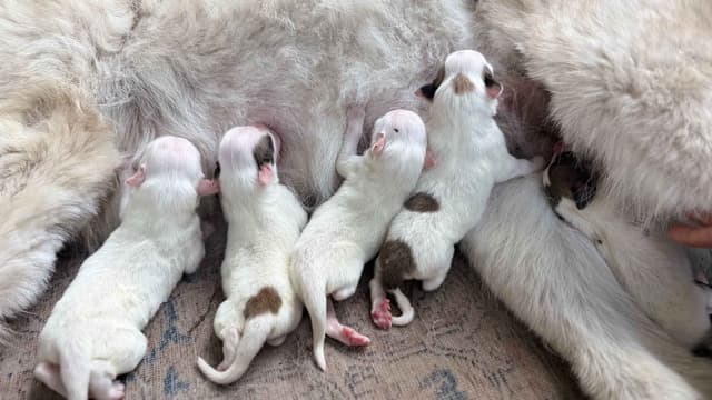 Great Pyrenees Puppies media 12