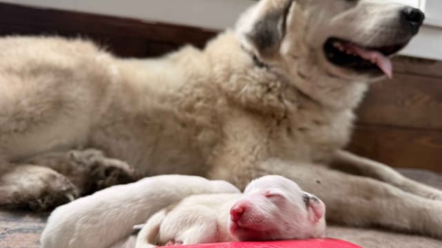 Great Pyrenees Puppies media 13