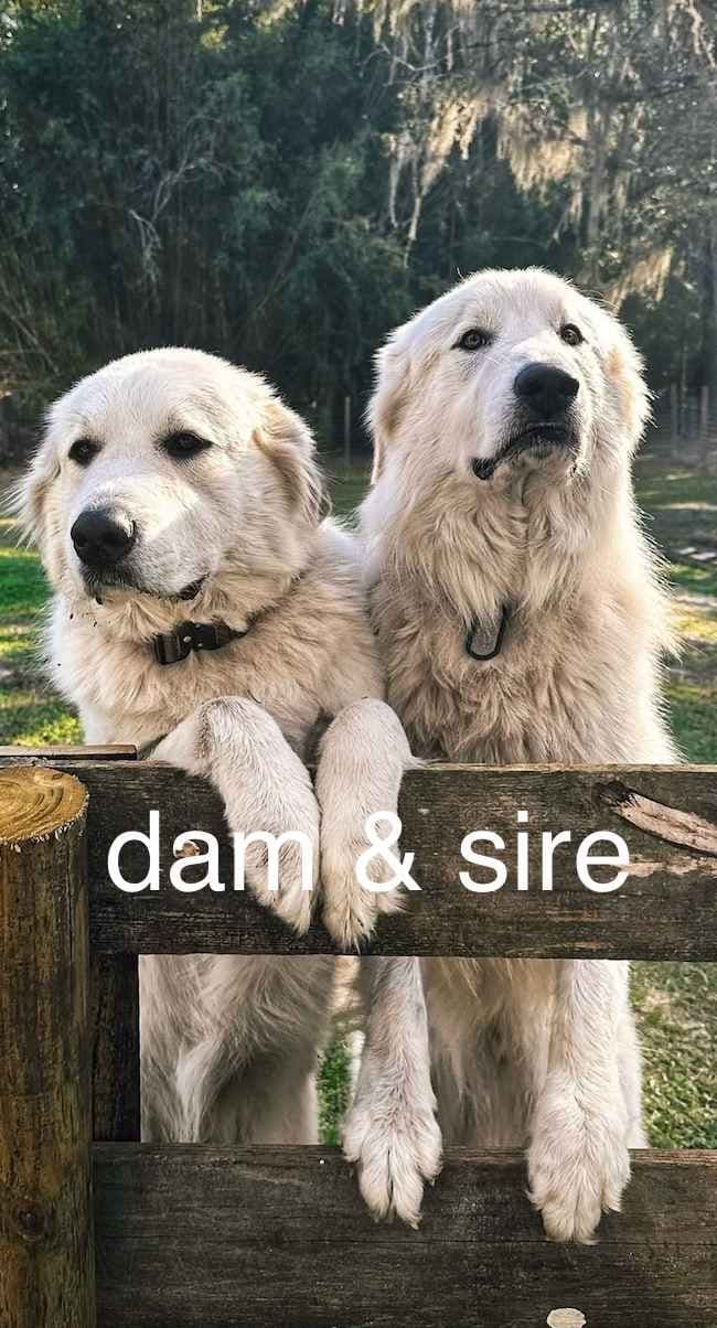 Great Pyrenees Puppies breeder image 2