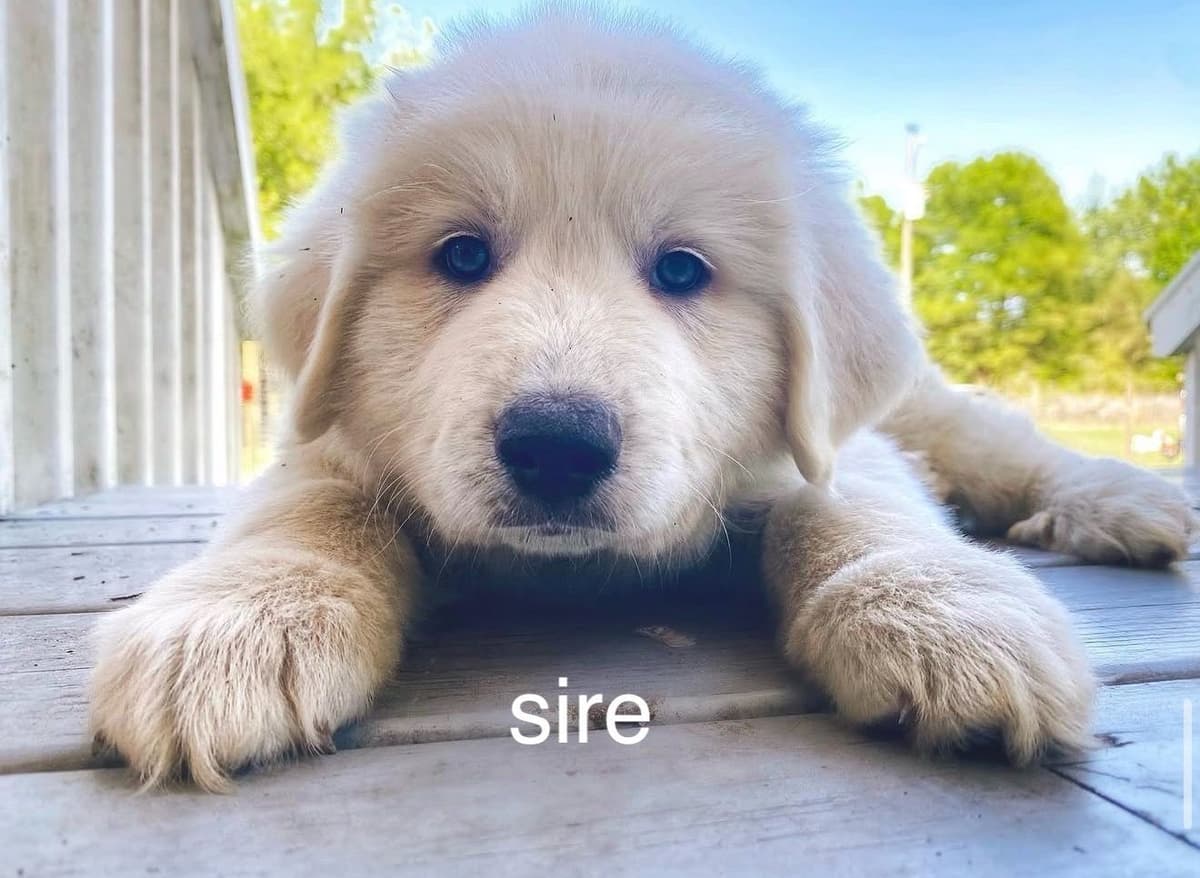 Great Pyrenees Puppies breeder image 3