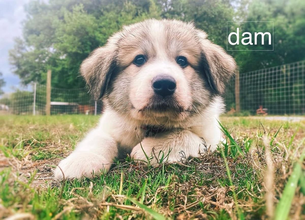 Great Pyrenees Puppies breeder image 4