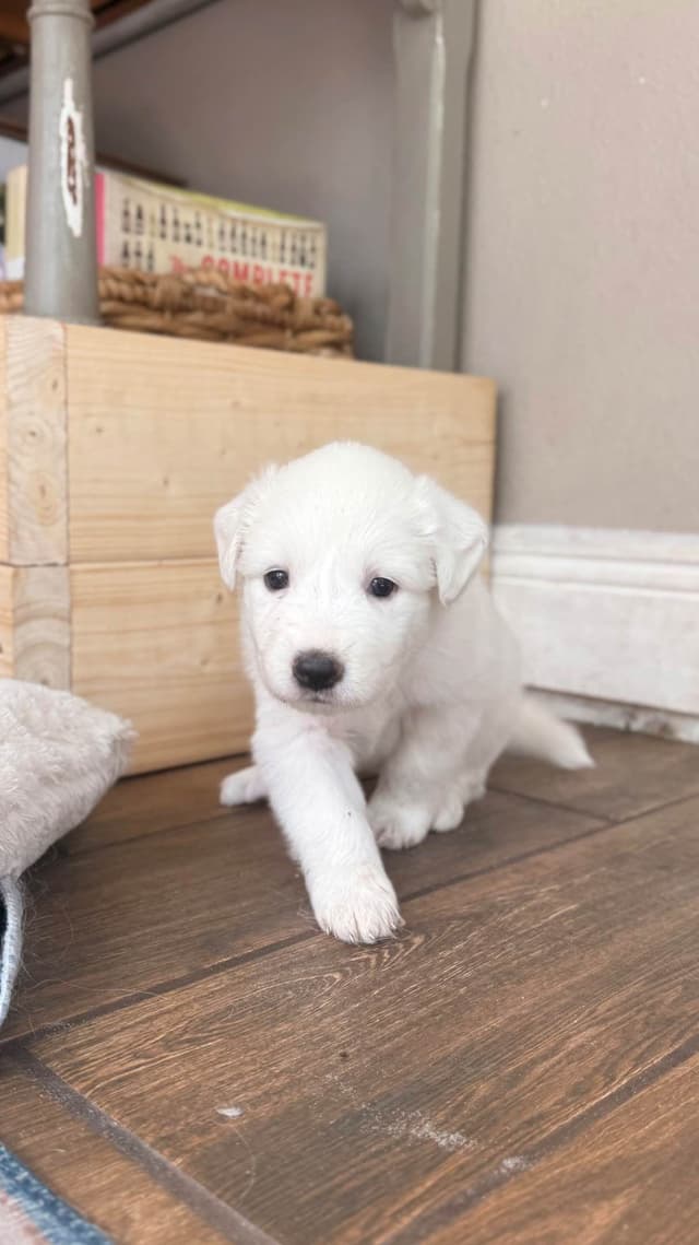 Great Pyrenees Puppies media 15
