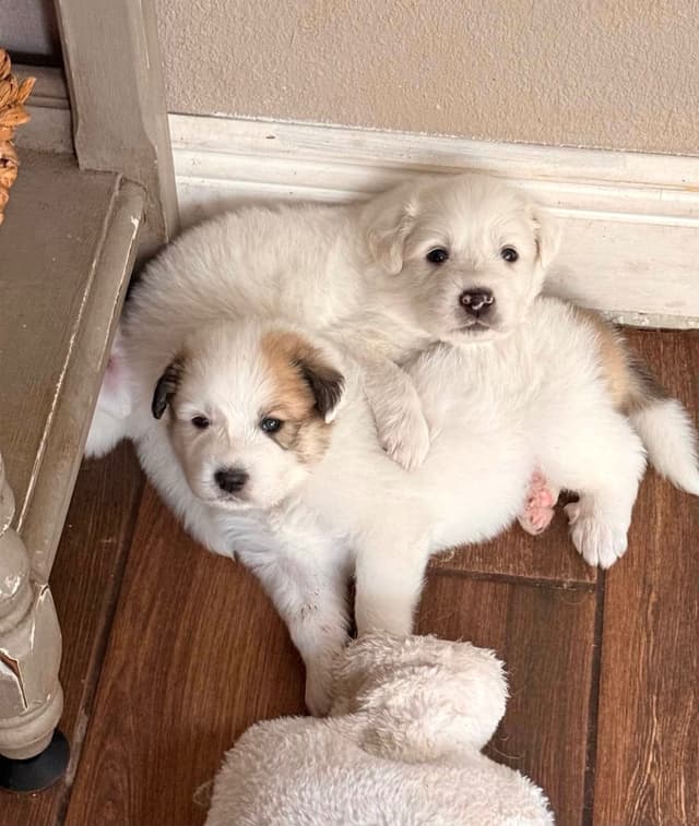 Great Pyrenees Puppies media 19