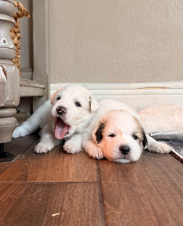 Great Pyrenees Puppies media 21