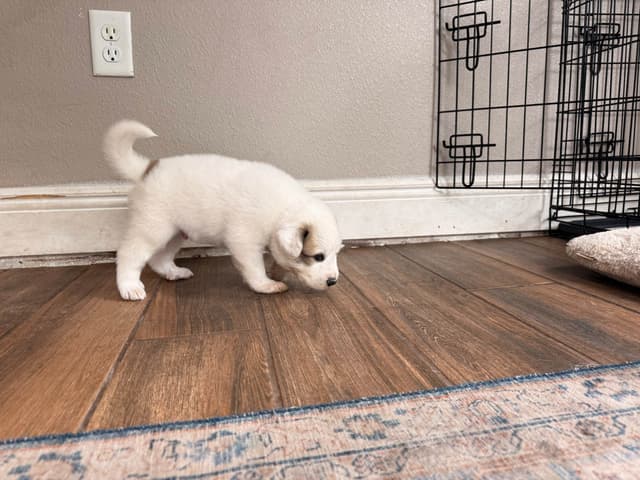 Great Pyrenees Puppies media 22