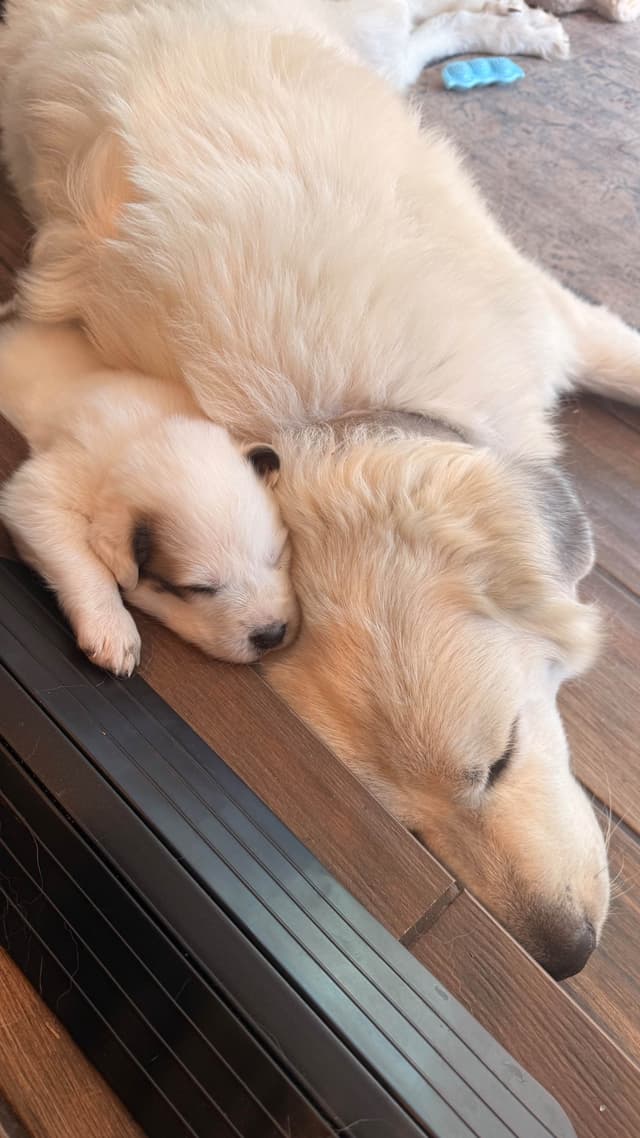 Great Pyrenees Puppies media 24