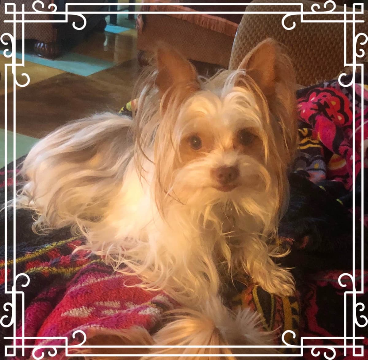 Yorkshire Terrier Puppy breeder image 1