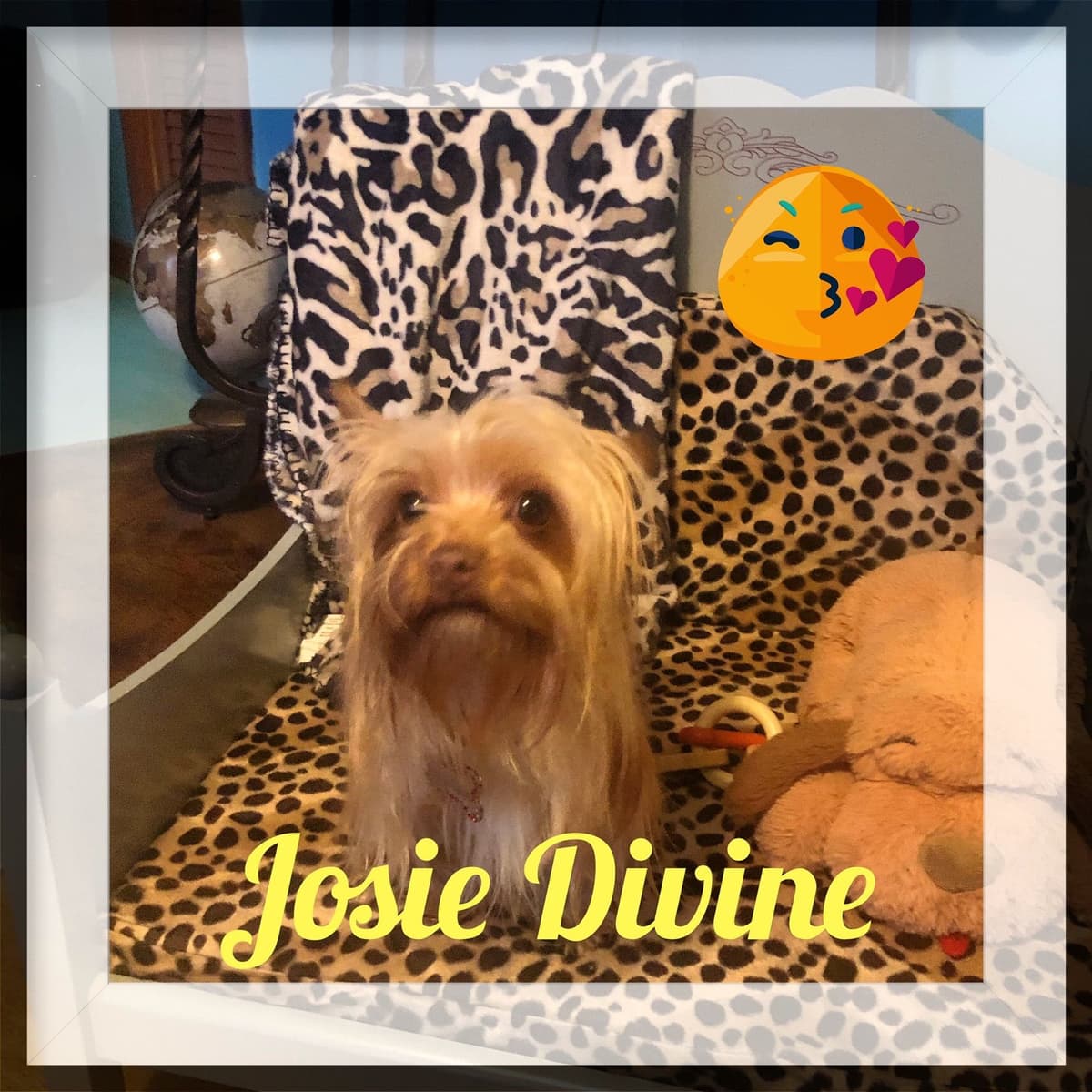 Yorkshire Terrier Puppy breeder image 3