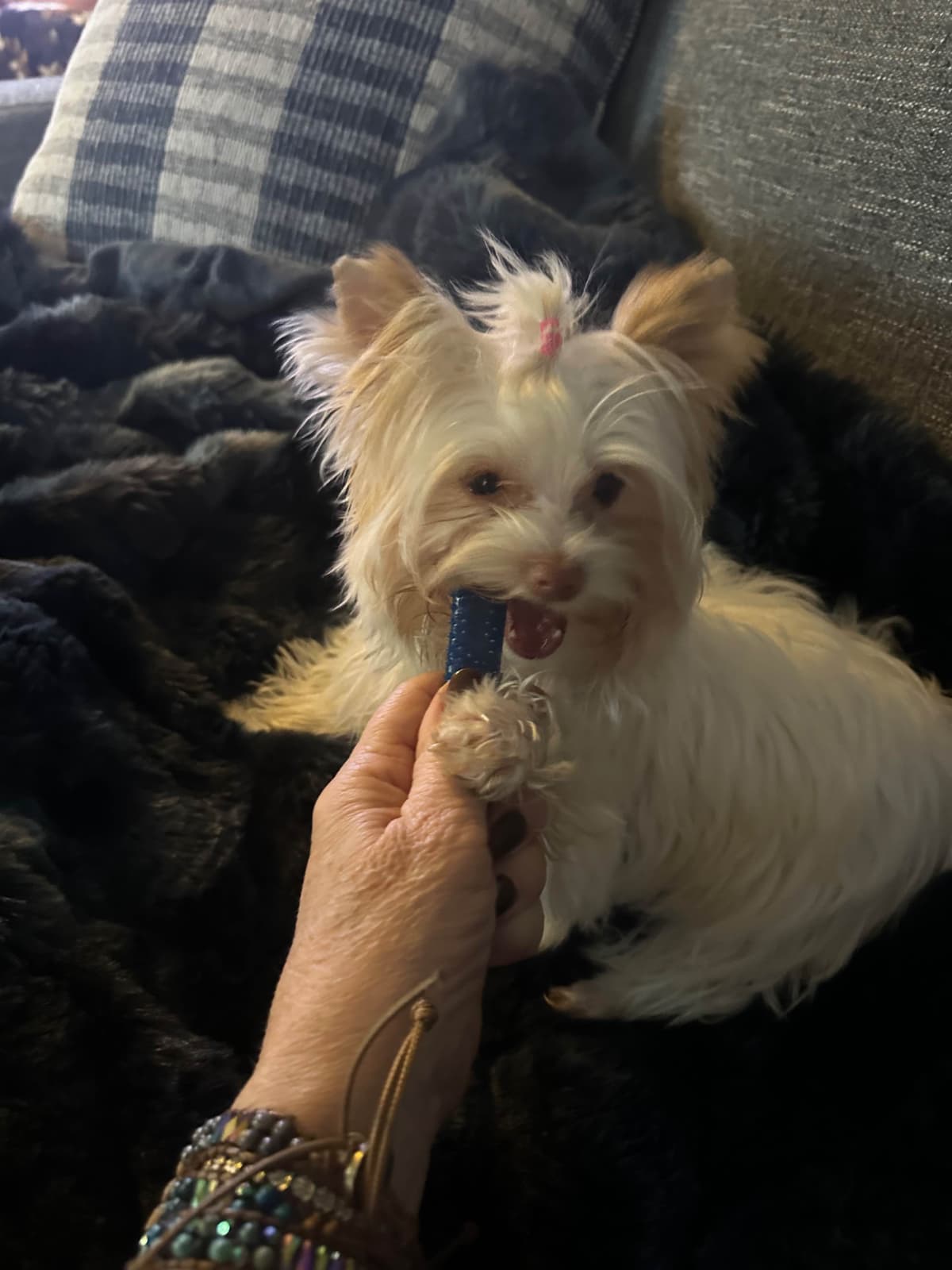 Yorkshire Terrier Puppy breeder image 4
