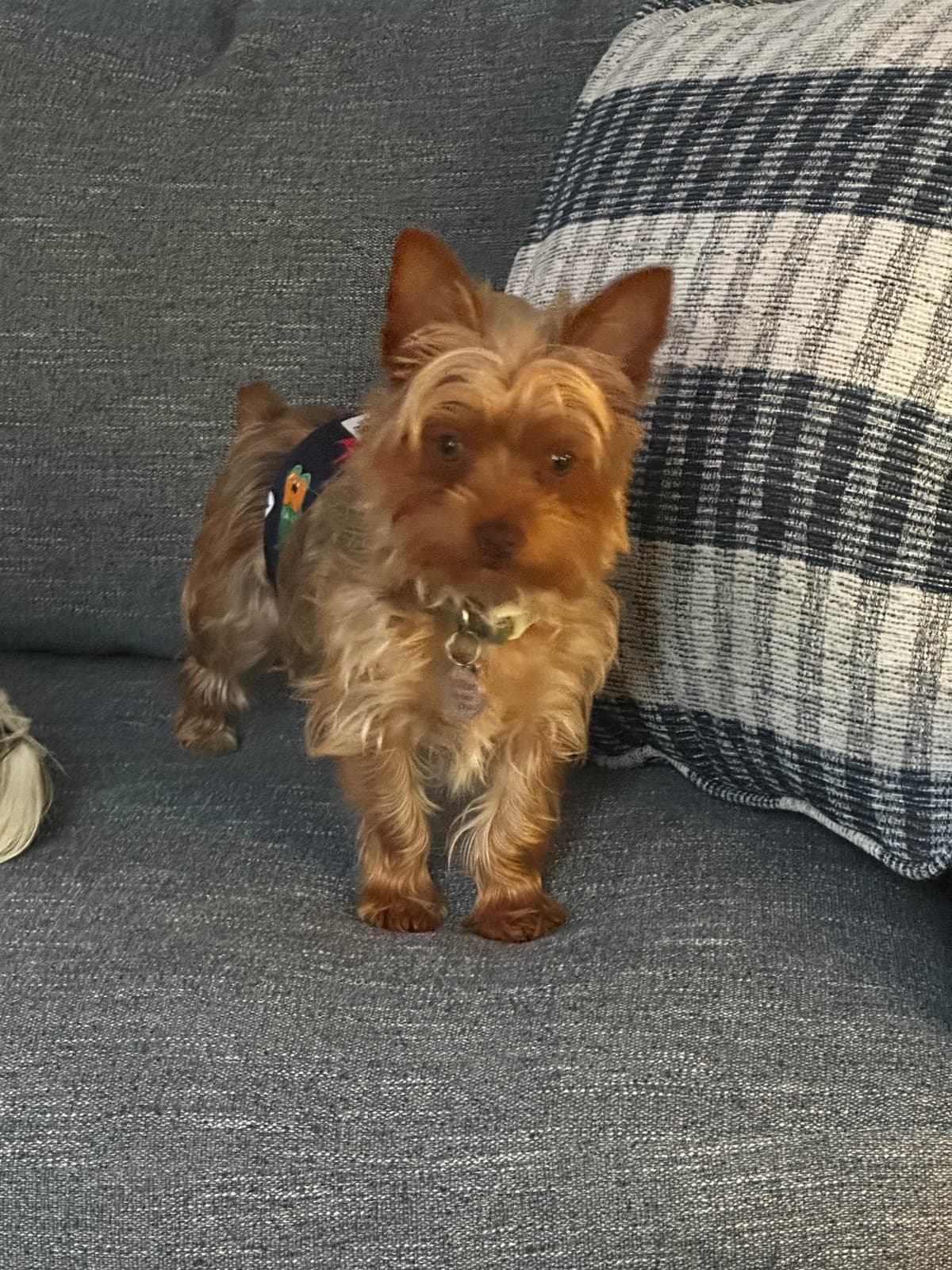 Yorkshire Terrier Puppy breeder image 5