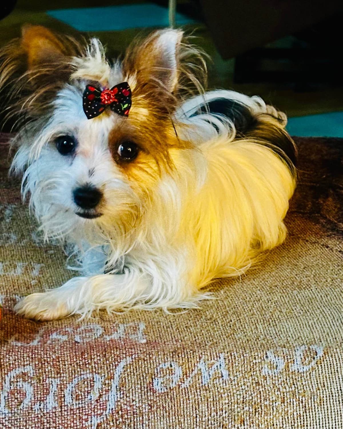 Yorkshire Terrier Puppy breeder image 6