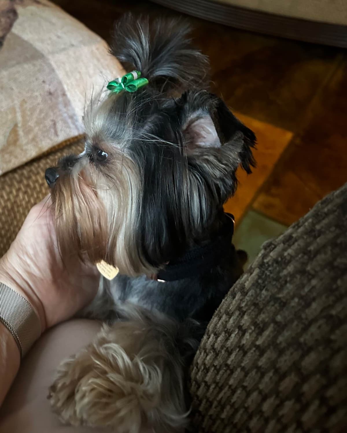 Yorkshire Terrier Puppy breeder image 7