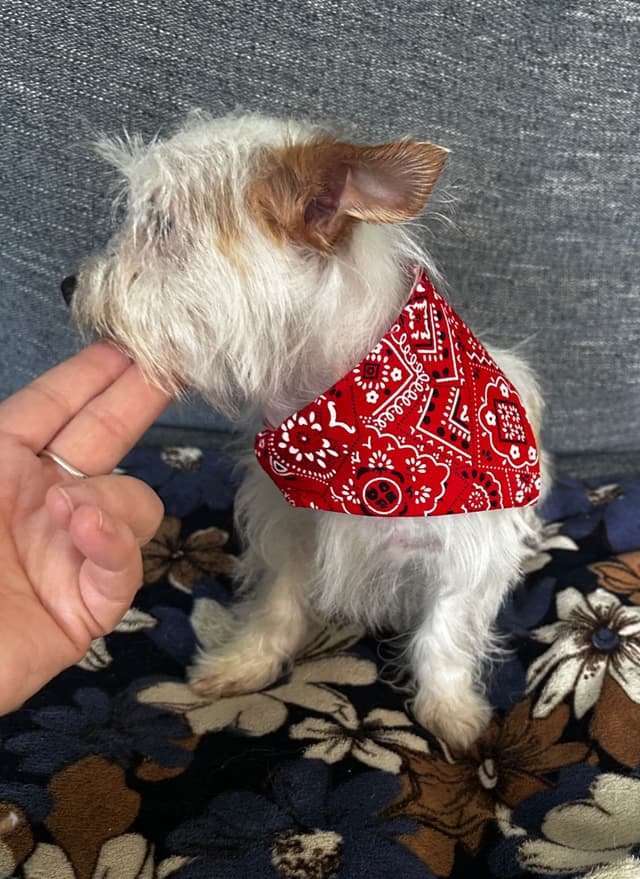 Yorkshire Terrier Puppies media 5