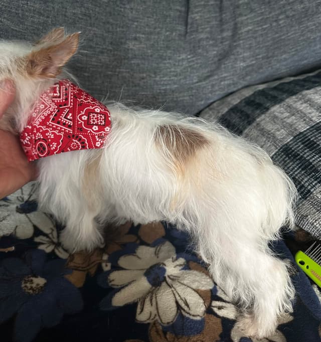 Yorkshire Terrier Puppies media 7