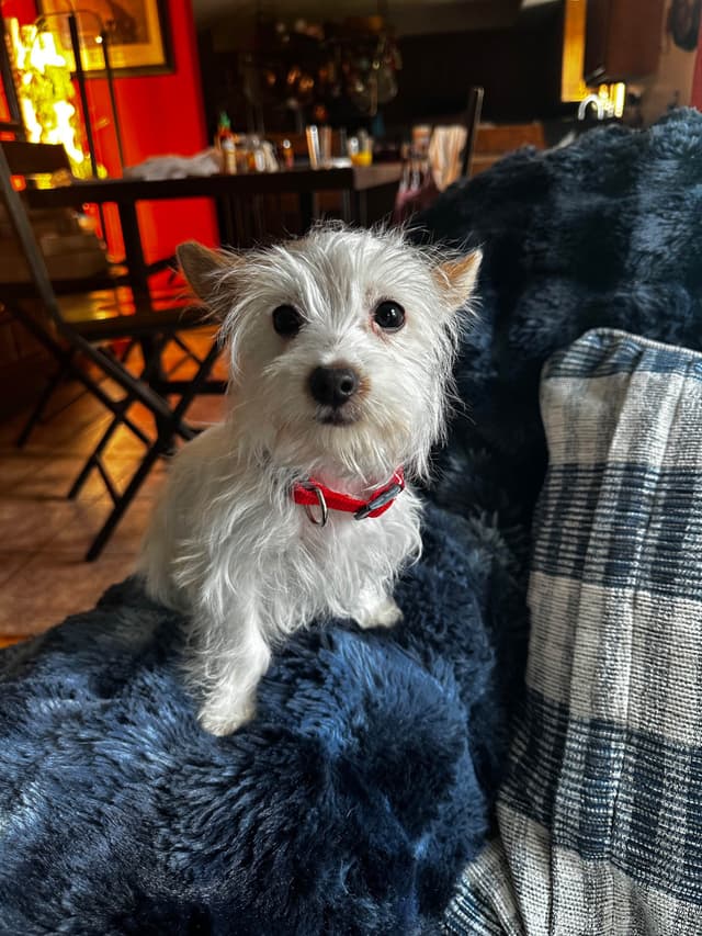 Yorkshire Terrier Puppies media 8