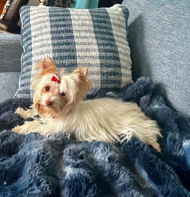 Yorkshire Terrier Puppies media 9