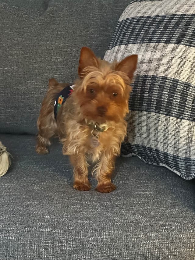 Yorkshire Terrier Puppies media 10
