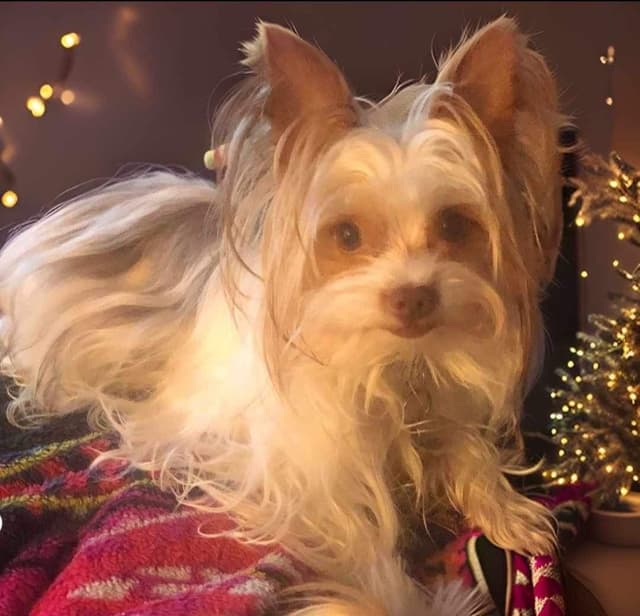 Yorkshire Terrier Puppy media 7