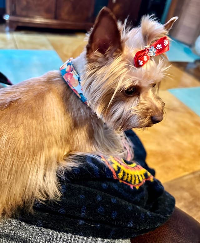 Yorkshire Terrier Puppy media 8