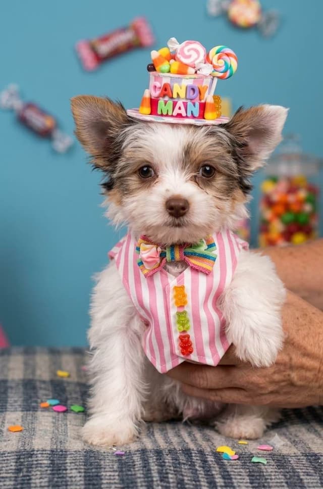 Yorkshire Terrier Puppies media 2