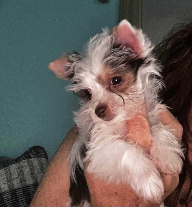 Yorkshire Terrier Puppies media 3