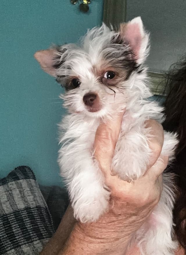 Yorkshire Terrier Puppies media 4