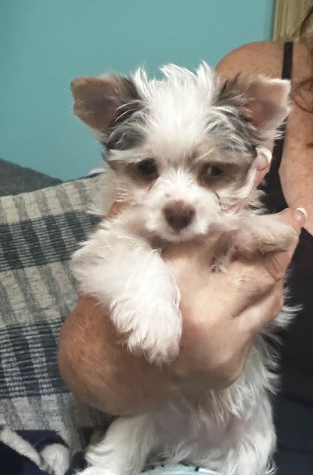 Yorkshire Terrier Puppies media 5