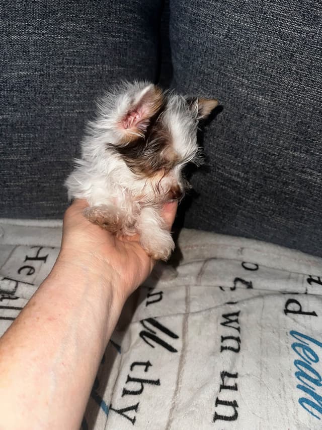 Yorkshire Terrier Puppies media 7