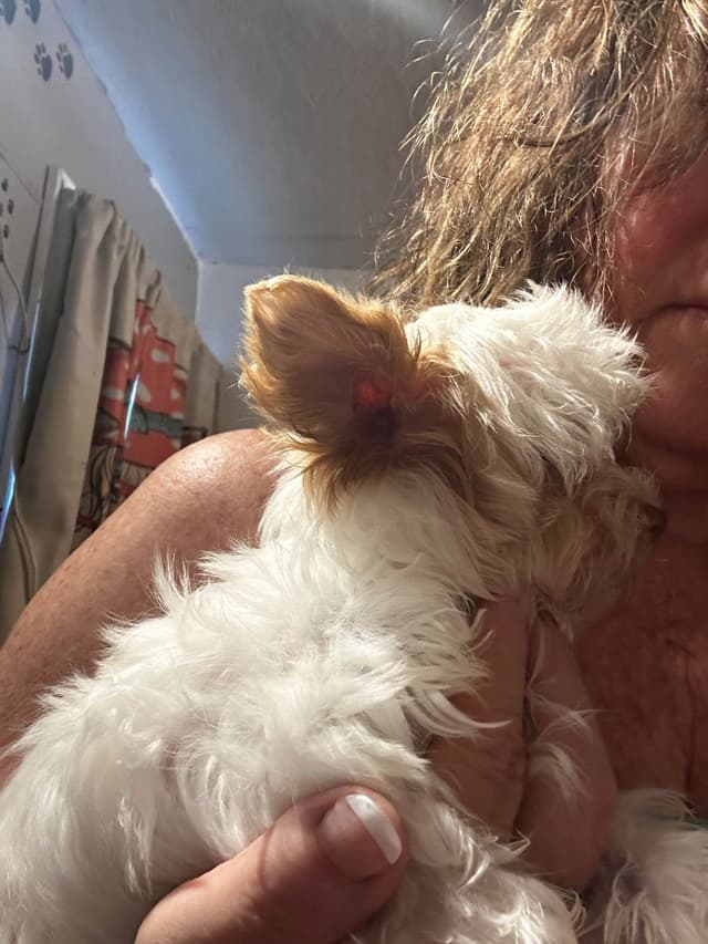 Yorkshire Terrier Puppy media 3