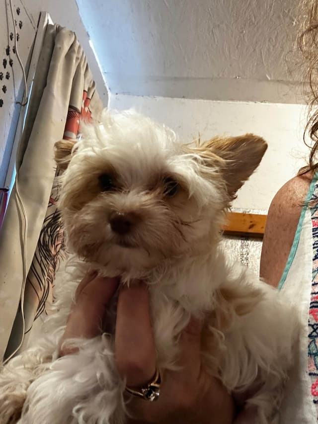Yorkshire Terrier Puppy media 4