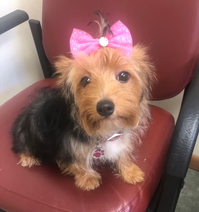 Yorkshire Terrier Puppies media 5