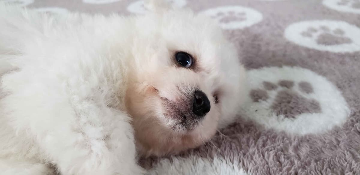Bichon Frise Puppies breeder image 1