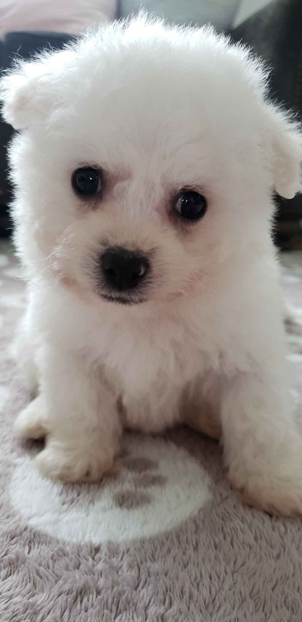 Bichon Frise Puppies breeder image 2