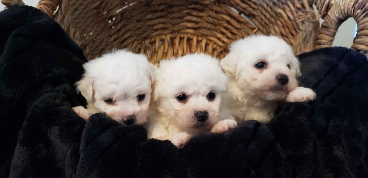 Bichon Frise Puppies breeder image 3