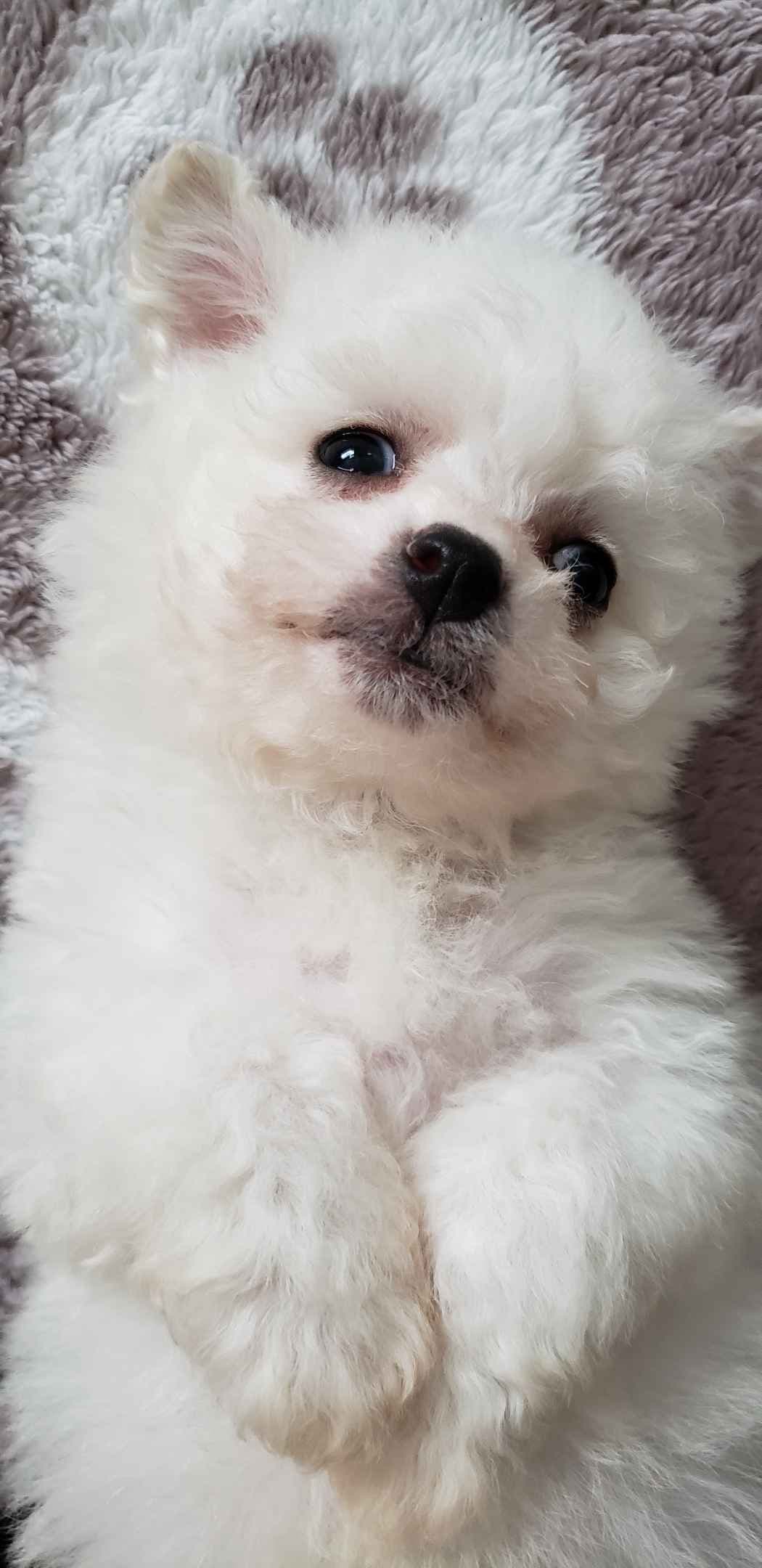 Bichon Frise Puppies breeder image 4