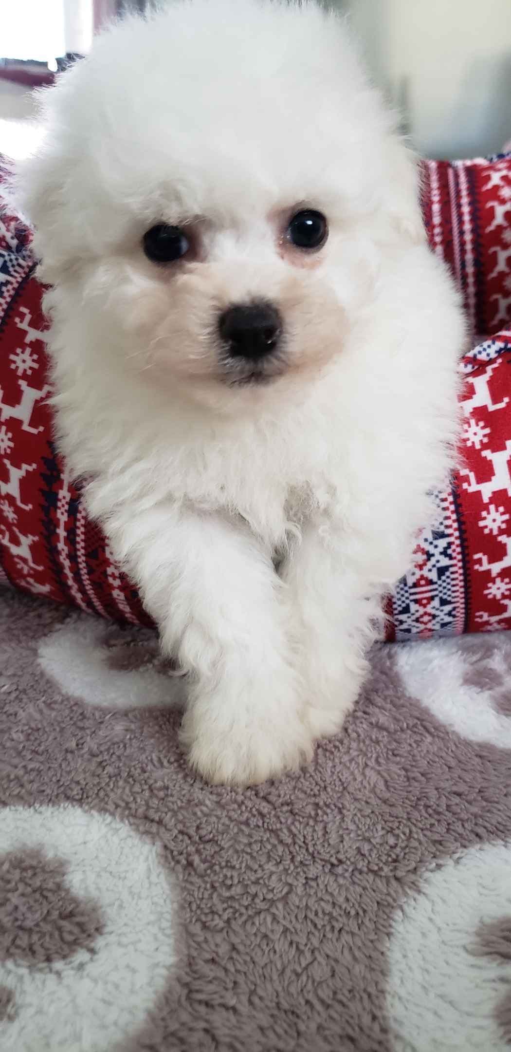 Bichon Frise Puppies breeder image 6