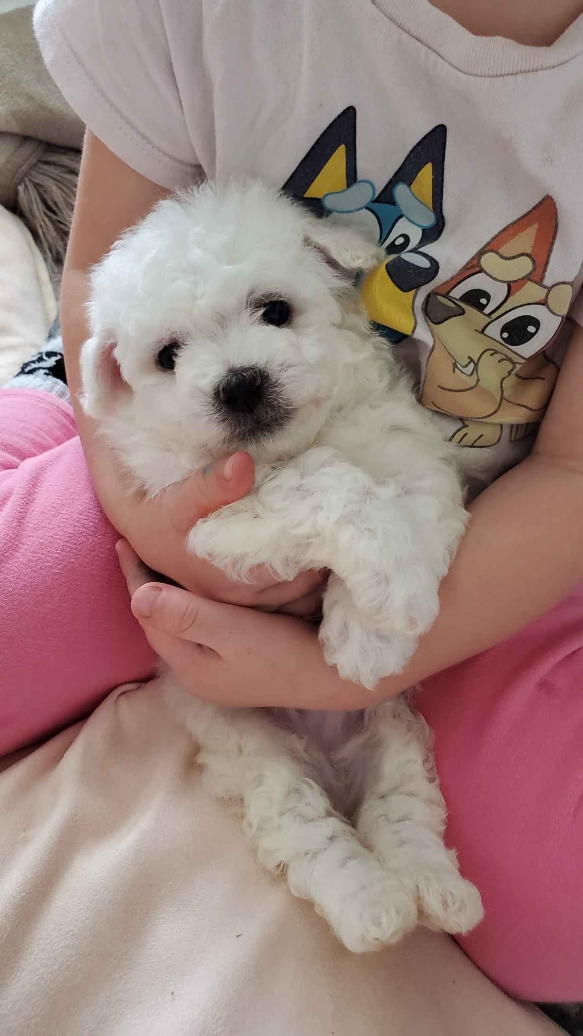 Bichon Frise Puppies breeder image 7