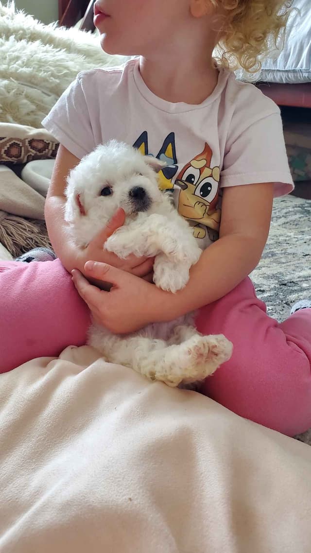Bichon Frise Puppies media 2
