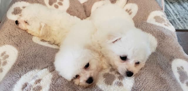 Bichon Frise Puppies media 3