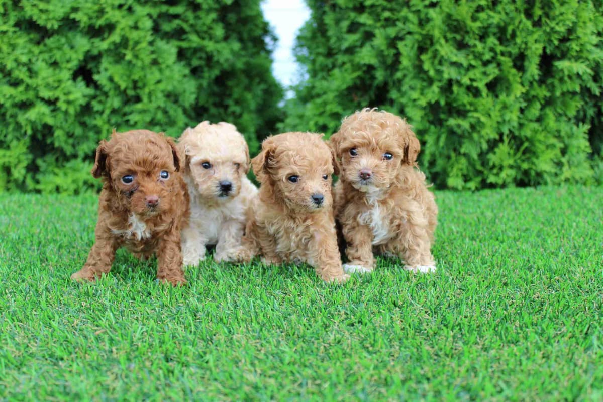 Tiny Toy Poodle Puppies breeder image 1