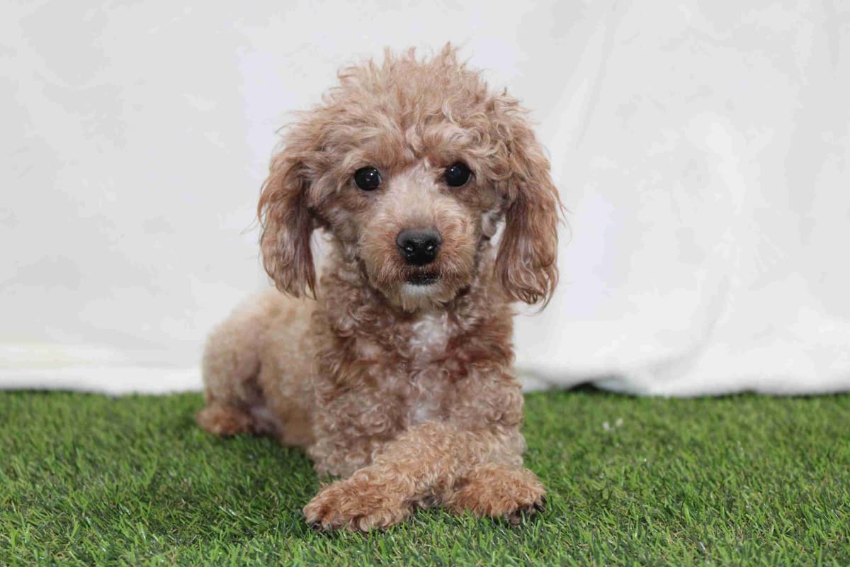 Tiny Toy Poodle Puppies breeder image 5